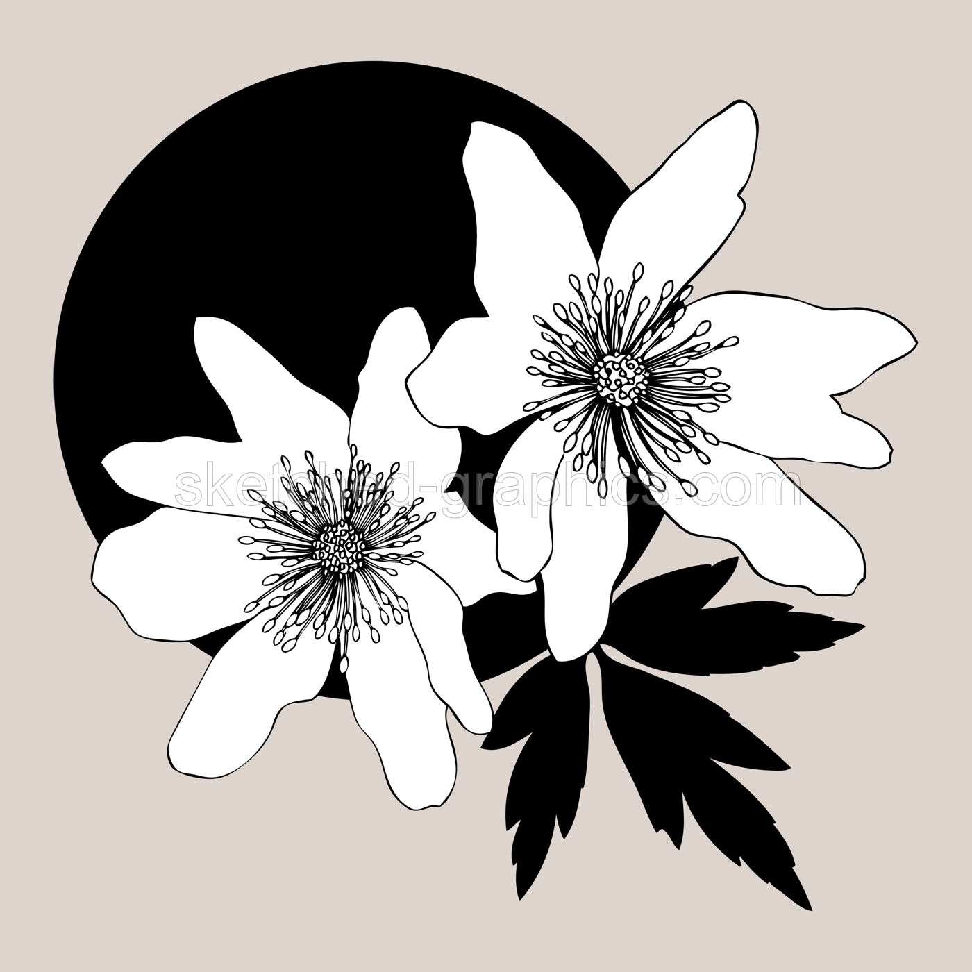 Line art Wood anemone illustration. Elegant drawing of summer flowers. Hand-drawn Wood anemone bud.  Floral line drawing on white background. Wood anemone outline for a wedding or brand design Illustration